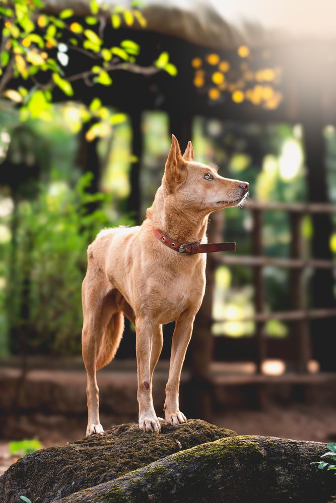 Photograph by Neeraj Gade