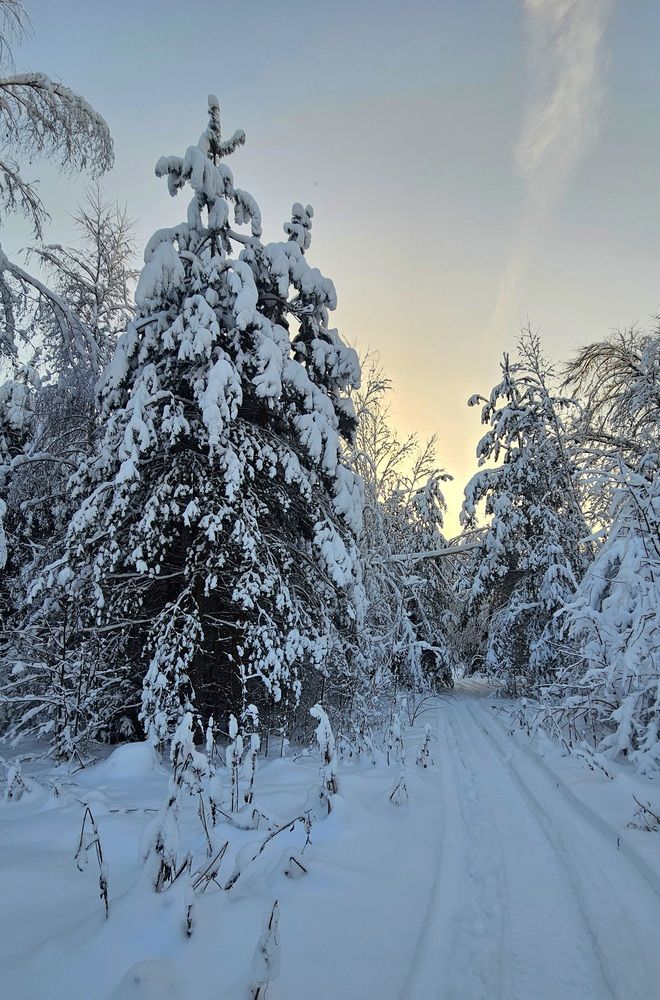Зимняя сказка в Московской области