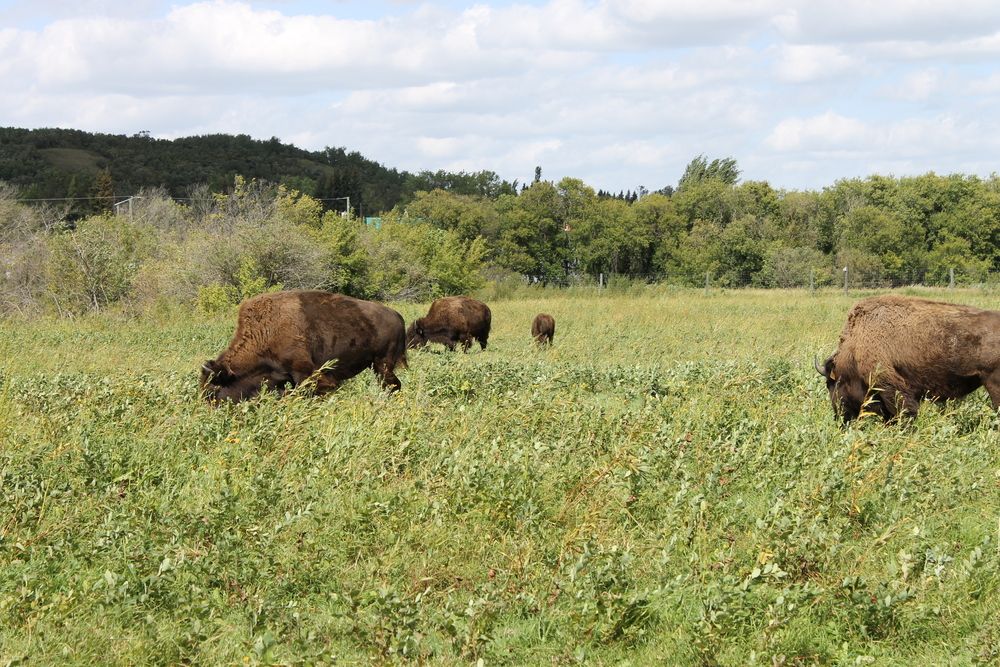 Фотография автора Al