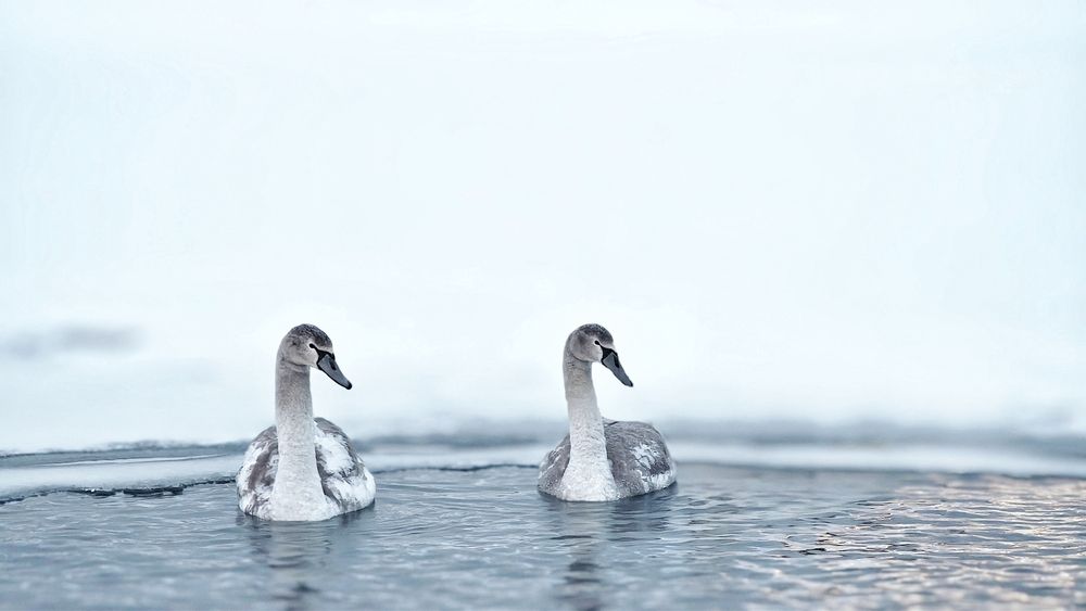 Photograph by Ольга Метлицкая