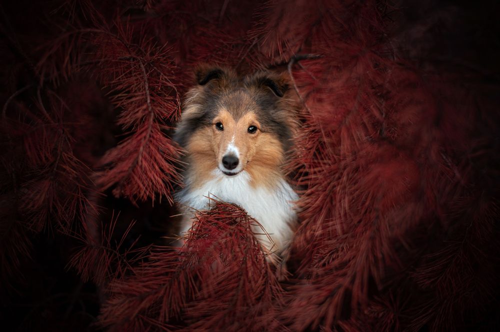 Photograph by Jieyu Xiong