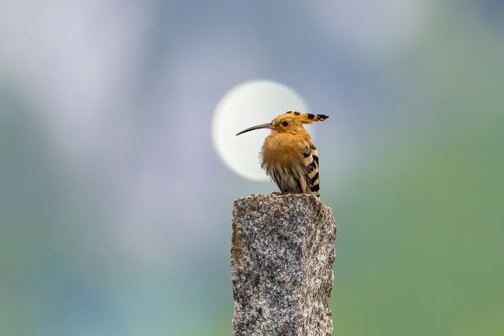 Фотография автора Naveen Kumar