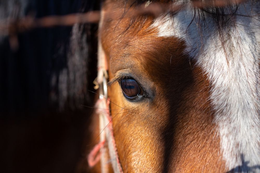 Photograph by Samir Kurtagić