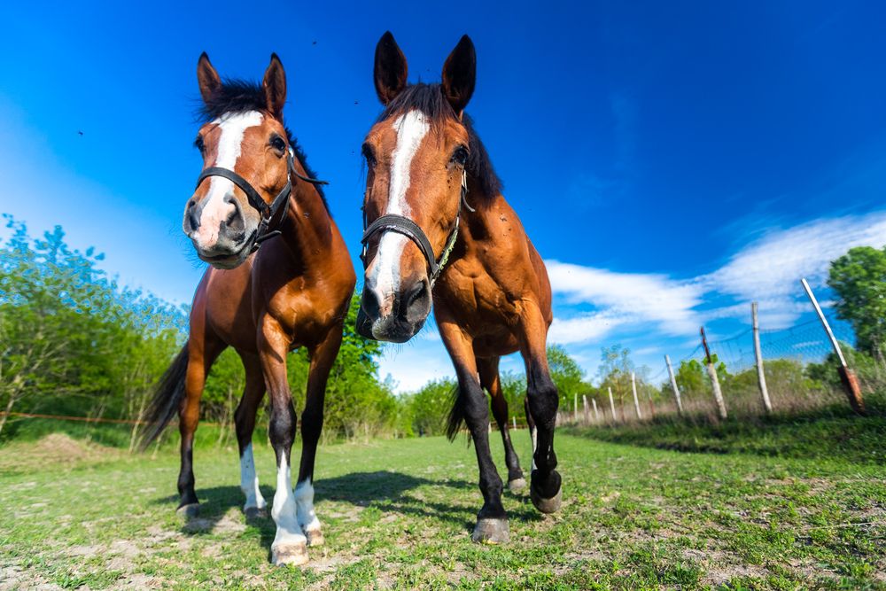 Photograph by Samir Kurtagić