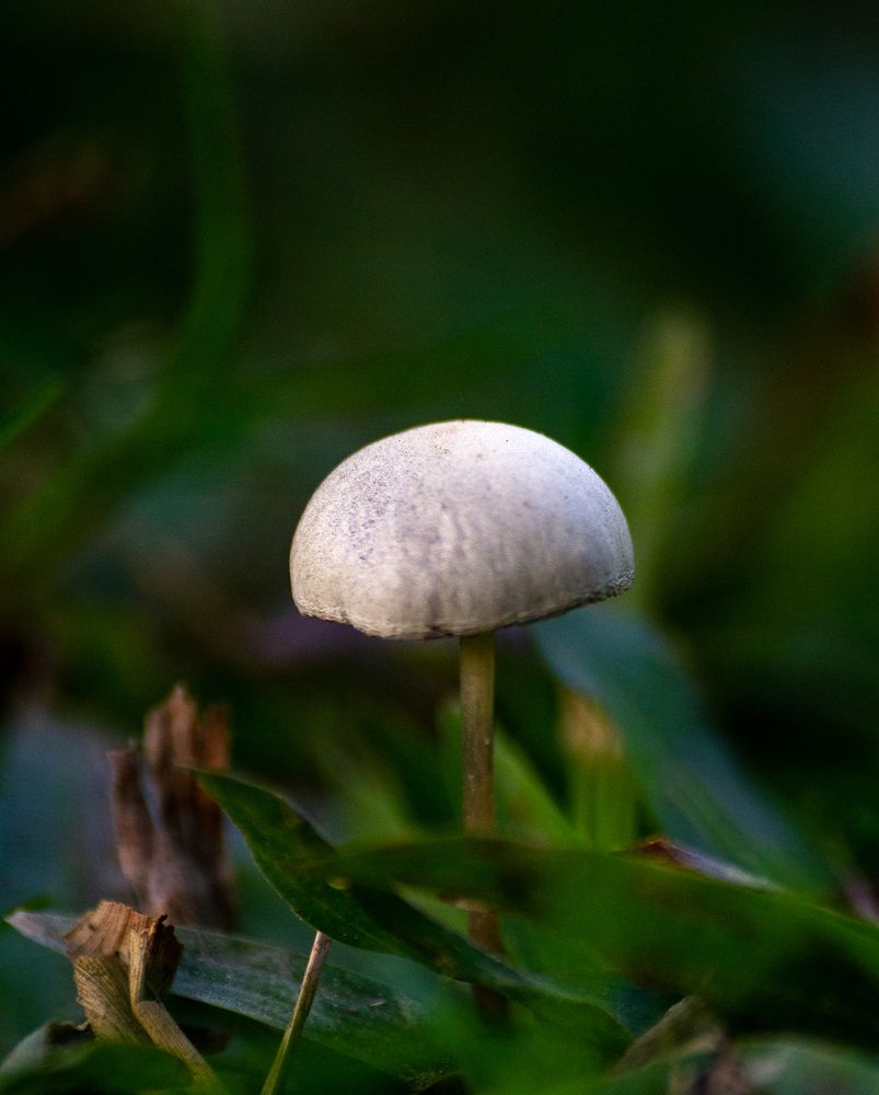 Photograph by Shifatul Islam