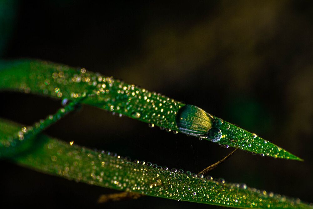 Photograph by Shifatul Islam