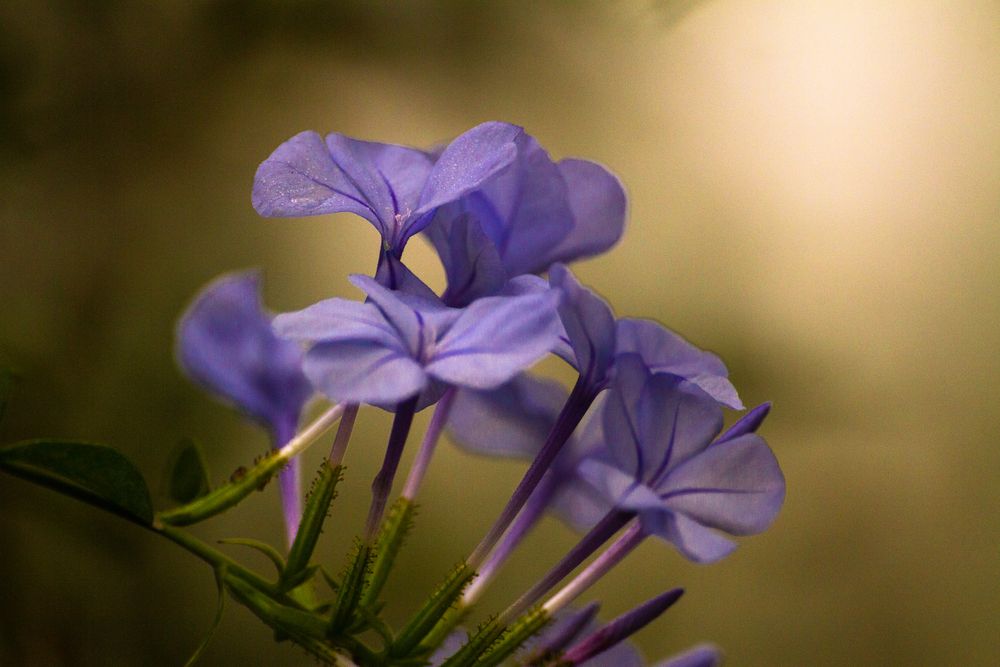 Photograph by Shifatul Islam