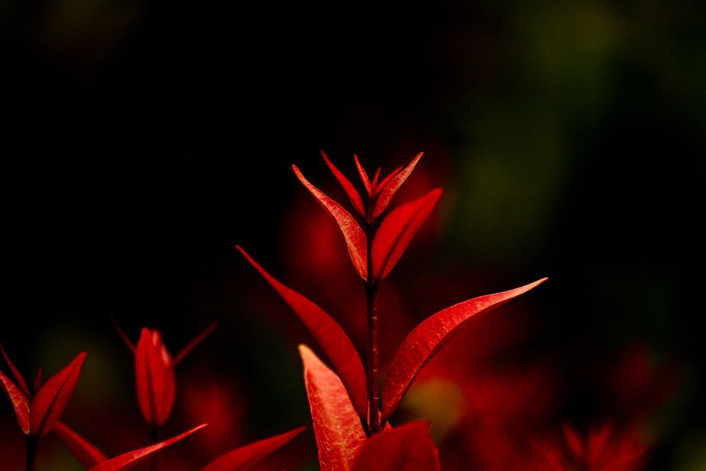 Photograph by 