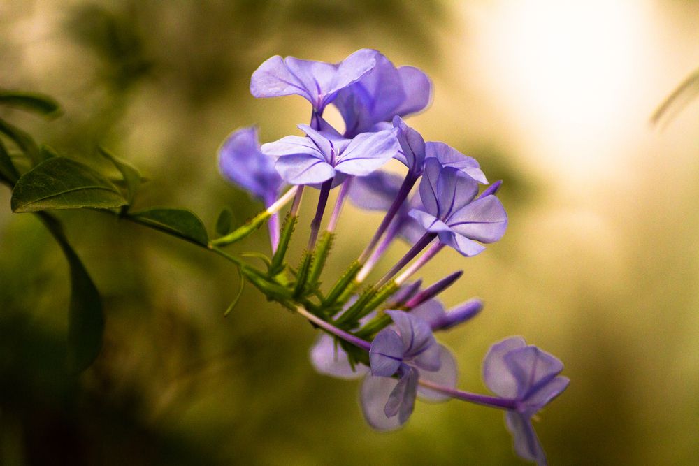 Photograph by Shifatul Islam