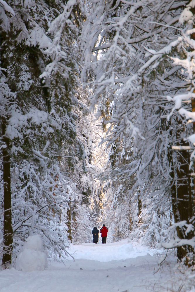 Сказка зимнего парка