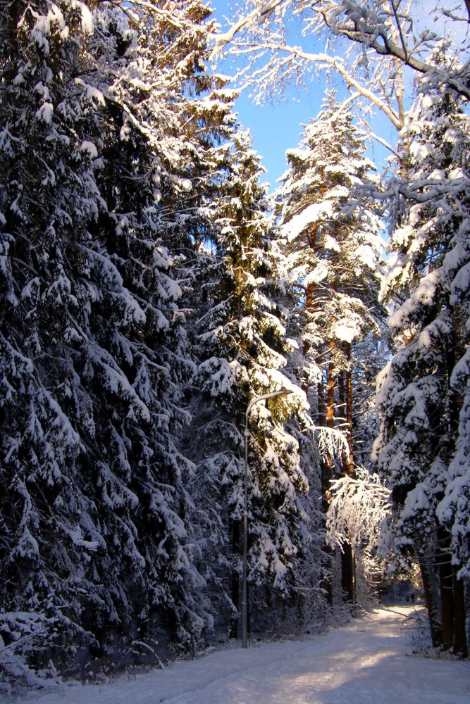 Кудесница зима