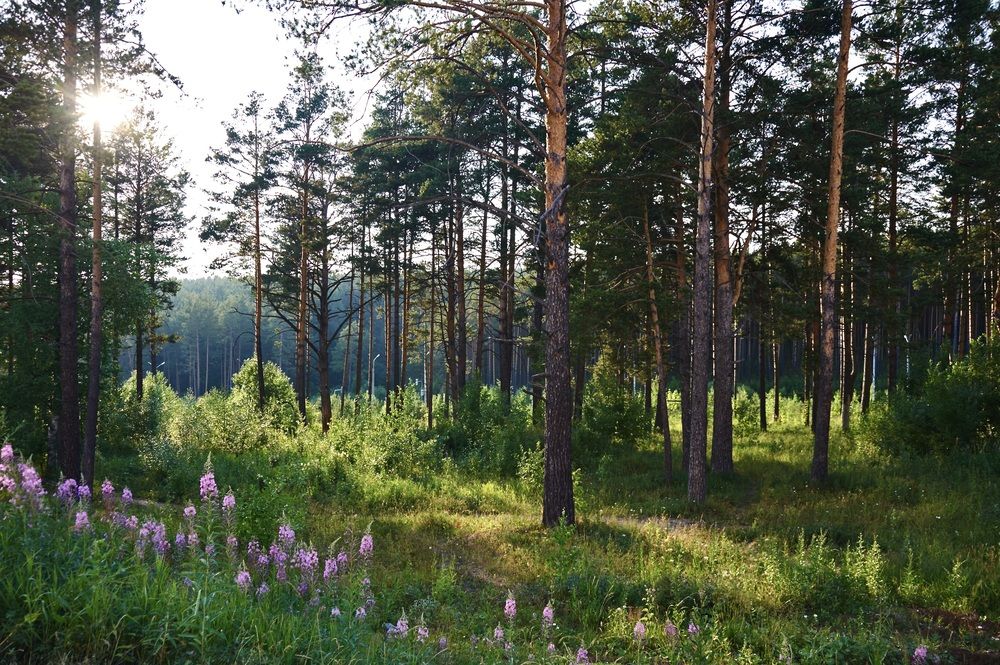 Photograph by Артем Харисов