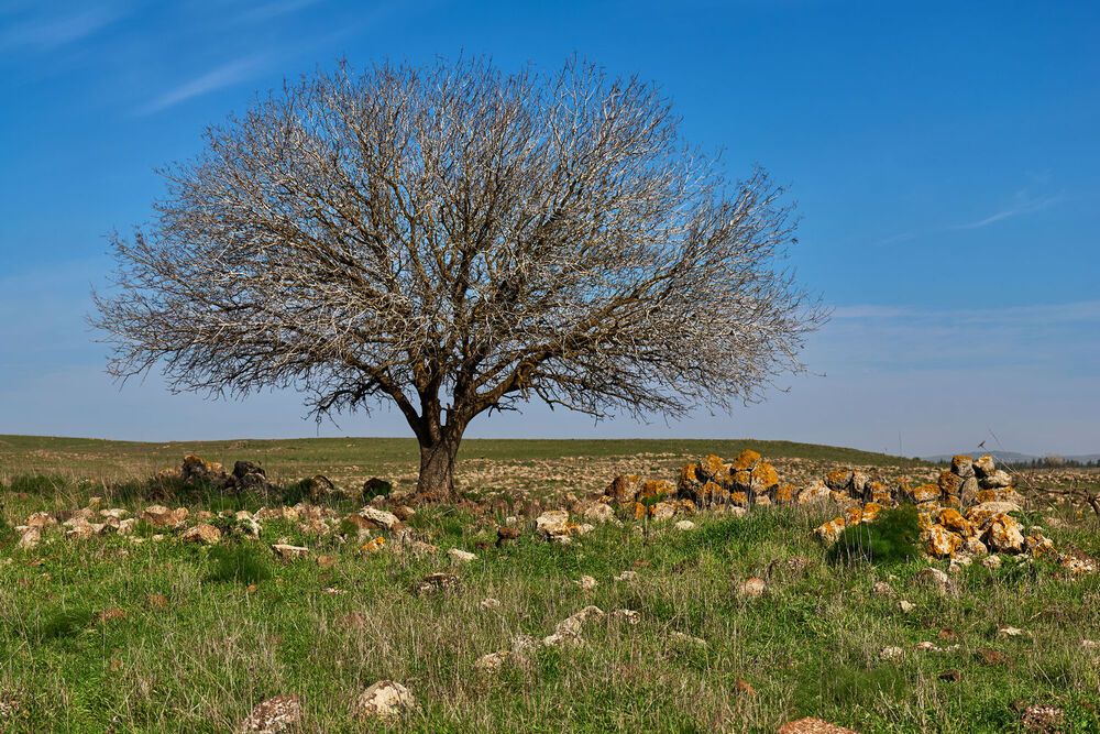 Фотография автора David Solodar