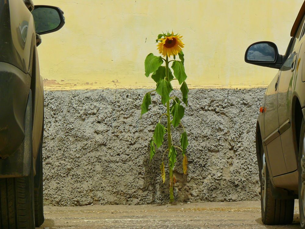 Сила жизни.