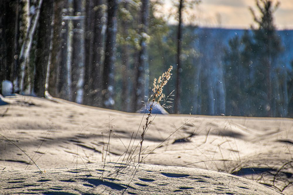 Фотография автора Дмитрий Анисимов