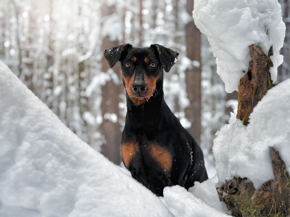Snow blower