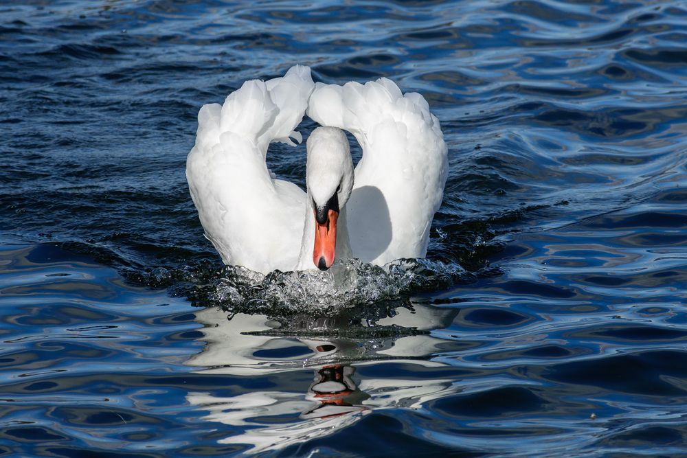 Фотография автора Александр Тихомиров