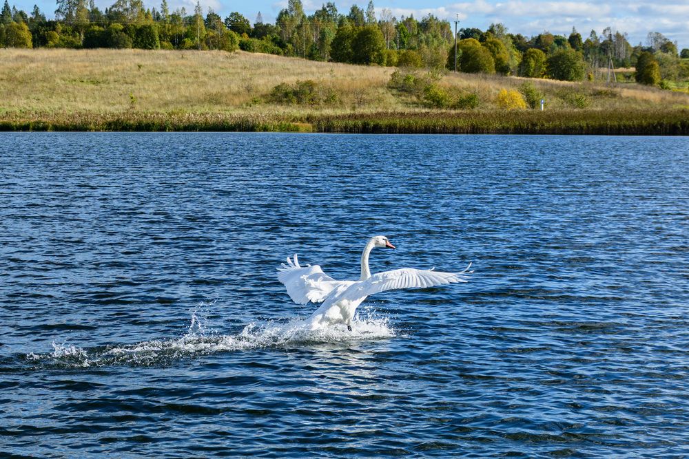 Фотография автора Александр Тихомиров