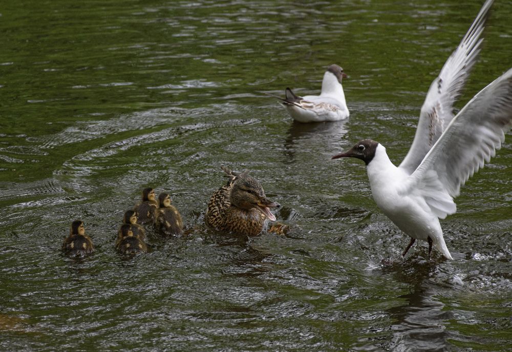 Разборки на пруду...