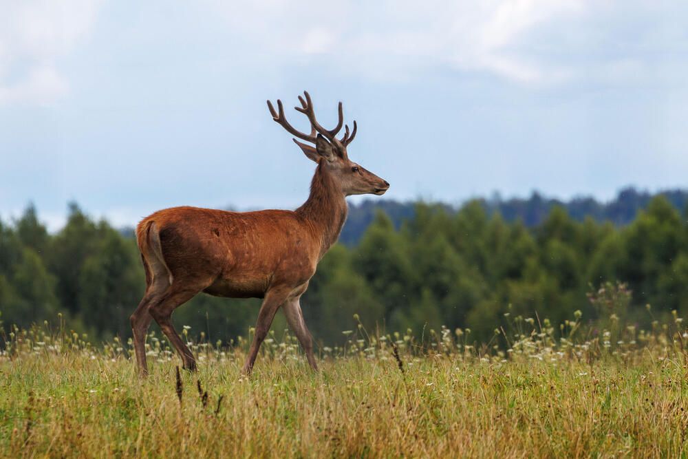Photograph by Сергей Фомченков