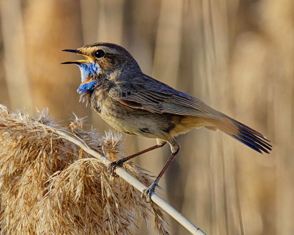 Photograph by Сергей Фомченков