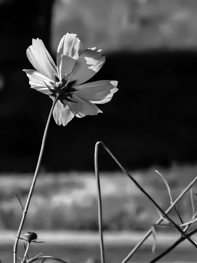 Photograph by Елена Охапкина