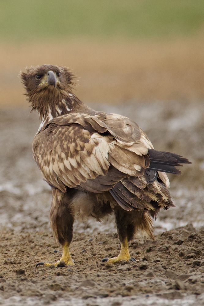 Photograph by Виктор Владимиров