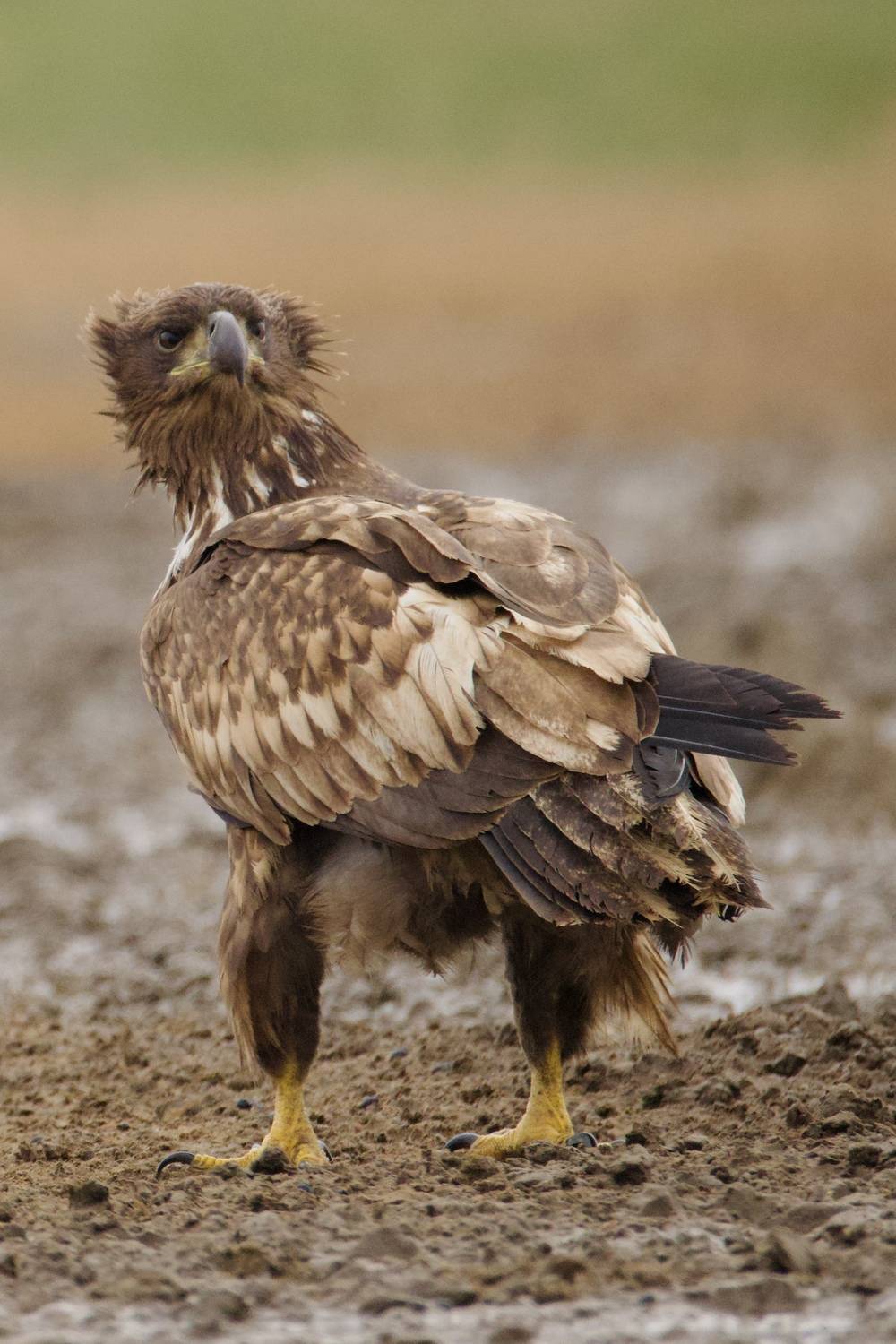 Фотография #13060479