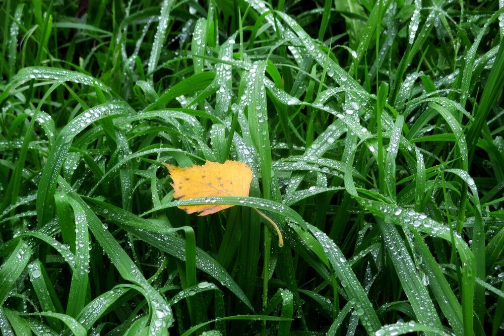 Photograph by Ольга Березовская