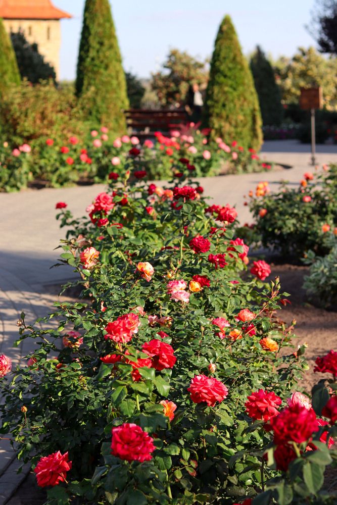 Фотография автора Мещерская Виктория