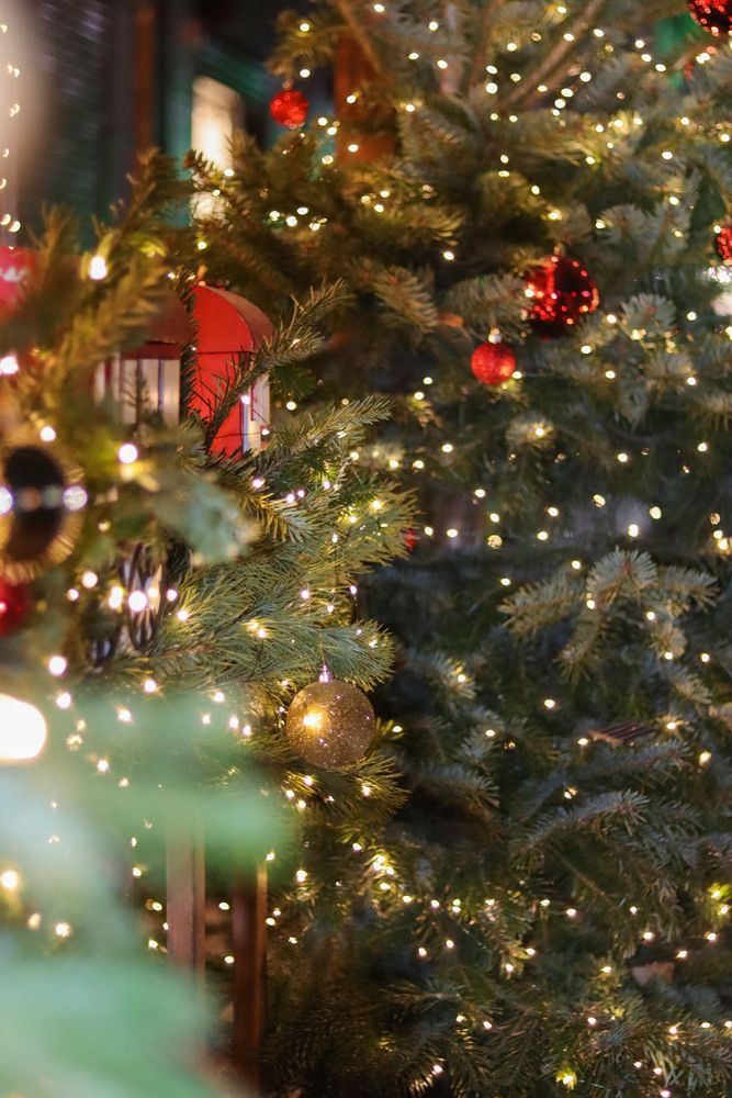 Фотография автора Мещерская Виктория