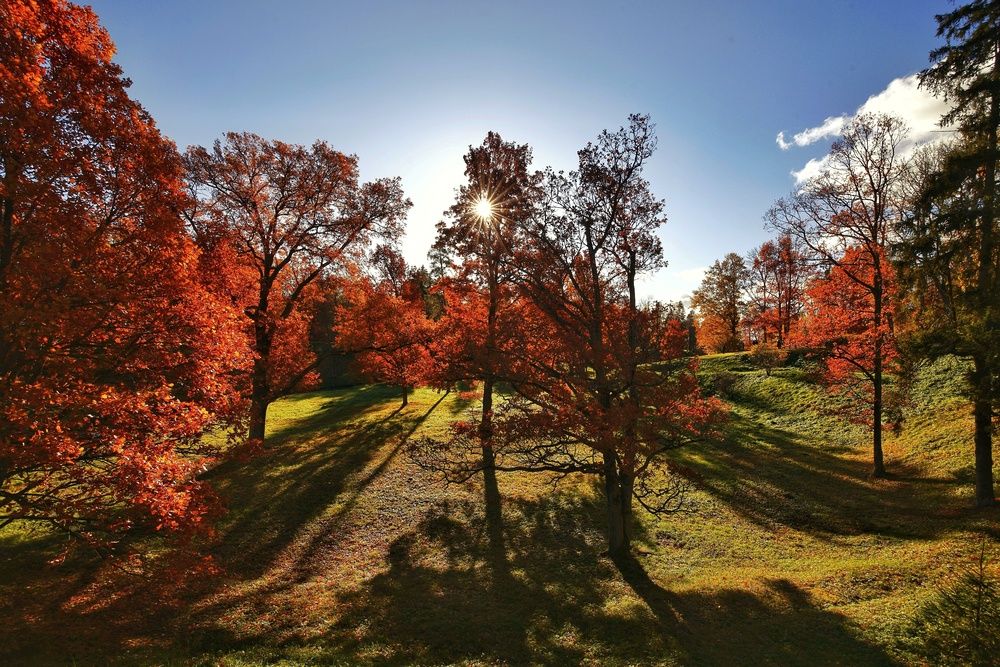 Фотография автора Микрокосмос Владимир