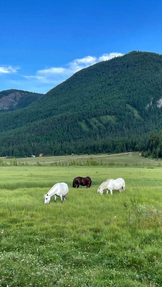 Акташ. Горный Алтай