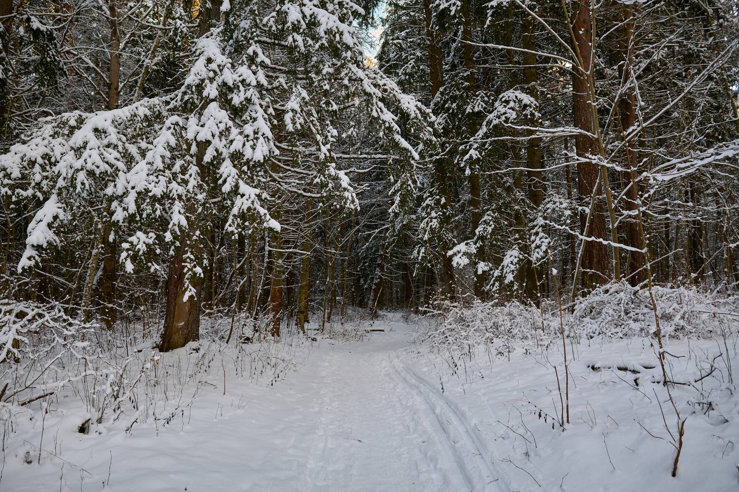 Фотография #13061054