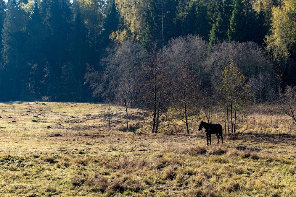Photograph by Михаил Косолапов