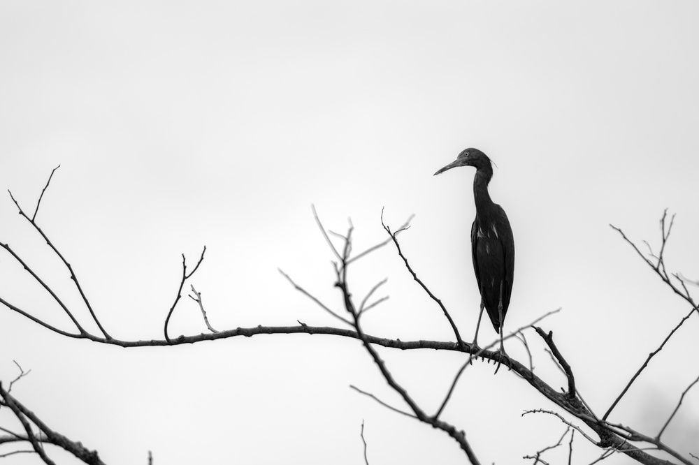 Black heron