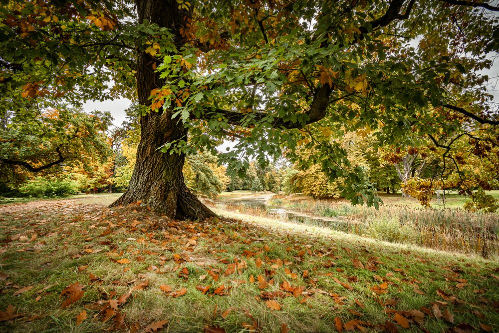 Парк Луизиум.