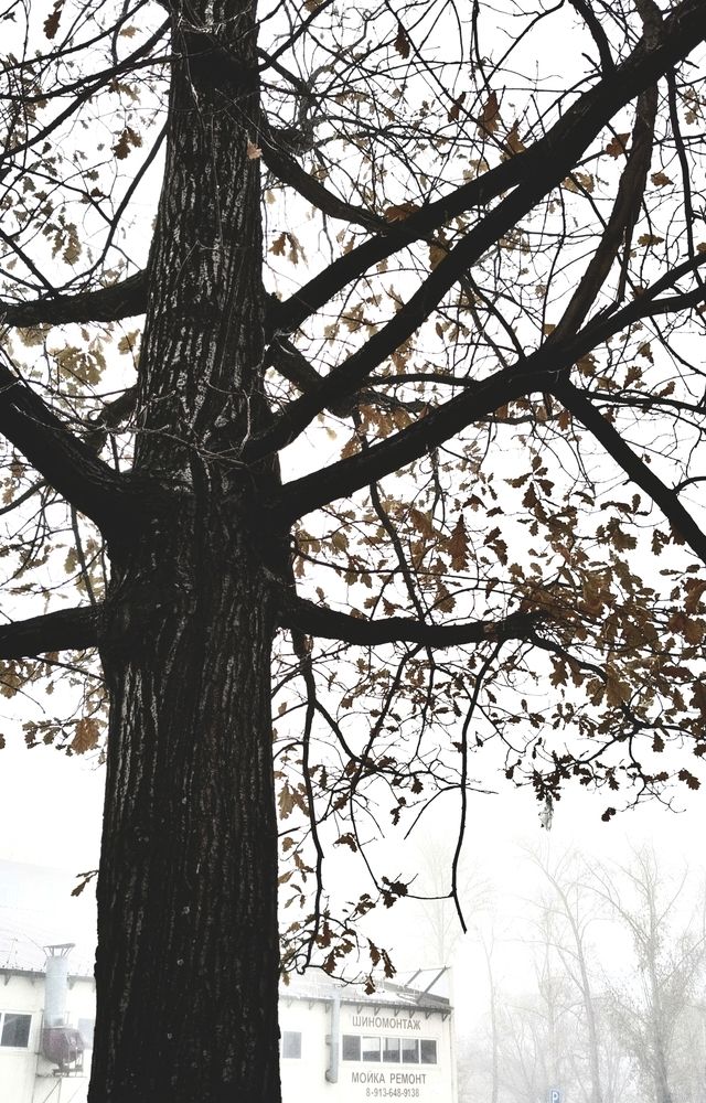Photo #13061430