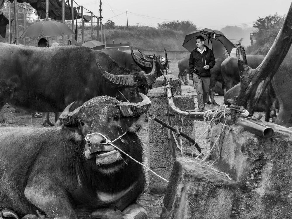 Фотография автора Do Trung