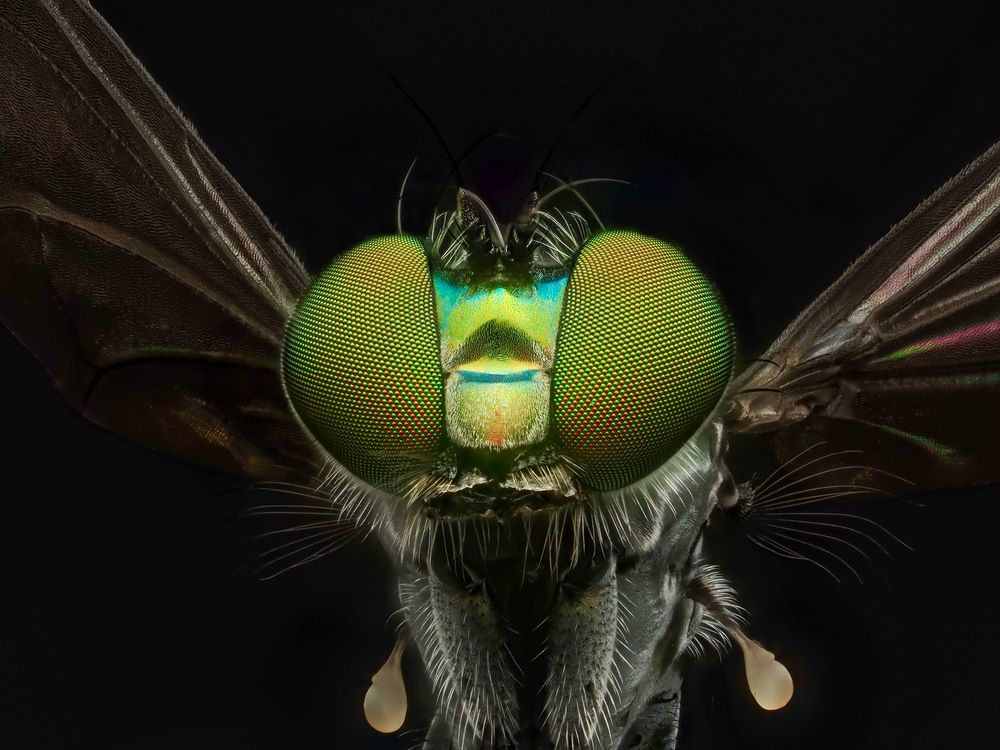 Long-legged fly