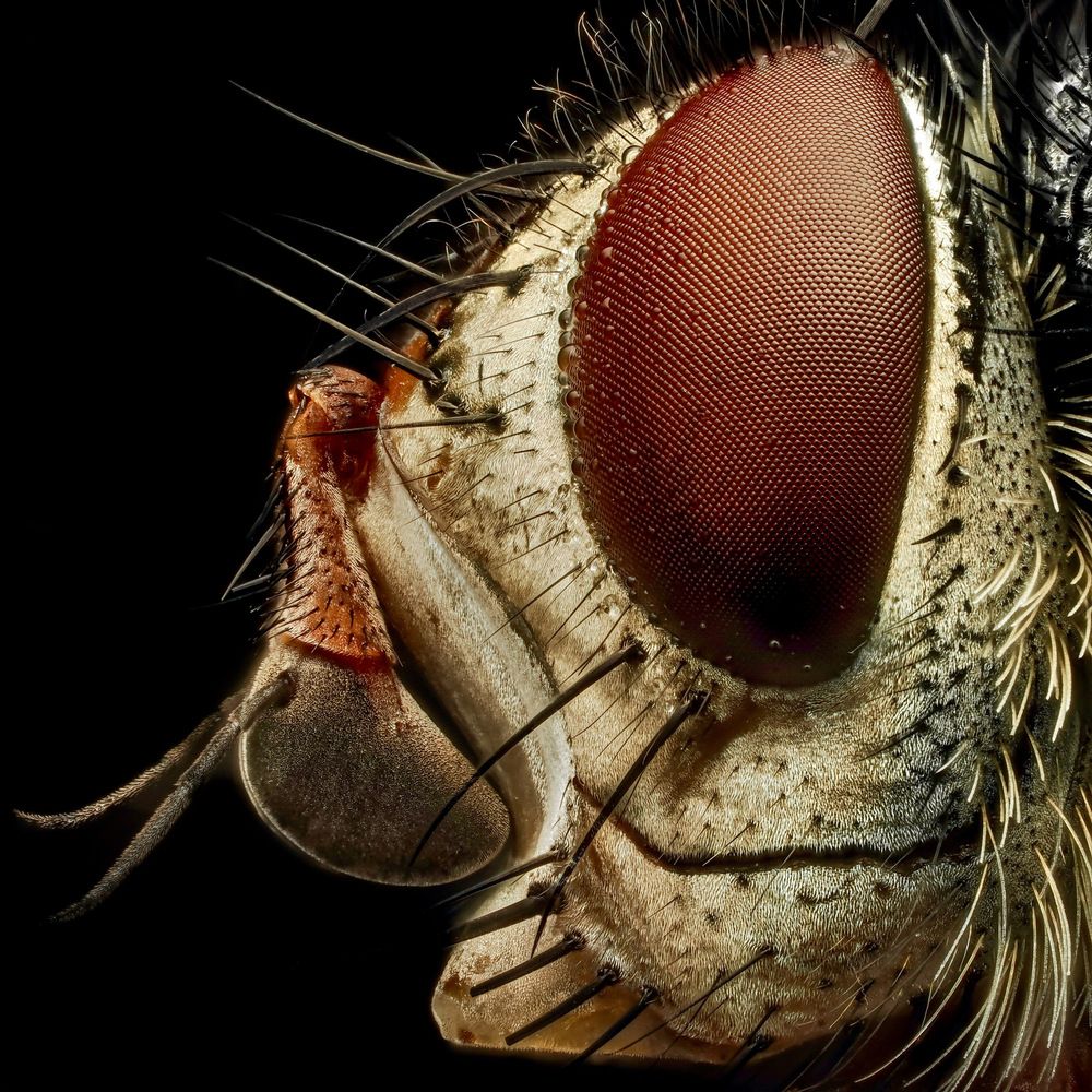 Macro insects