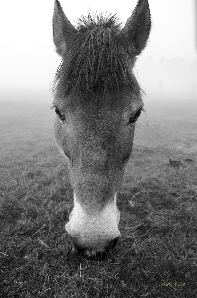 Photograph by Partha Ghosh