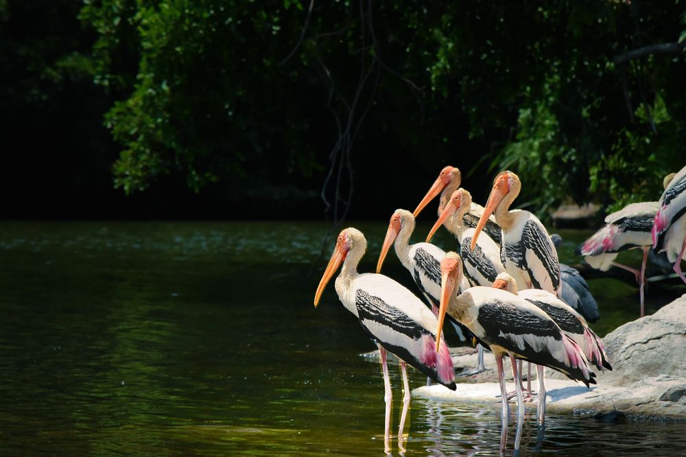 Flamingos