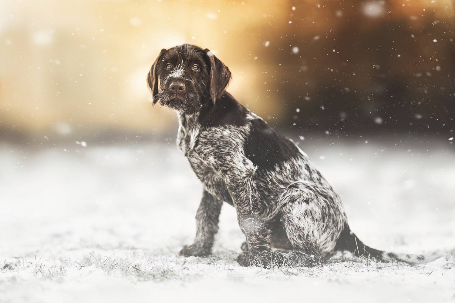 Фотография #13061766