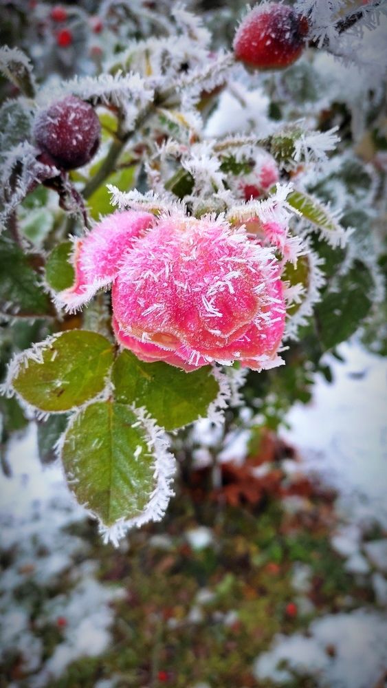 Rose in hoarfrost