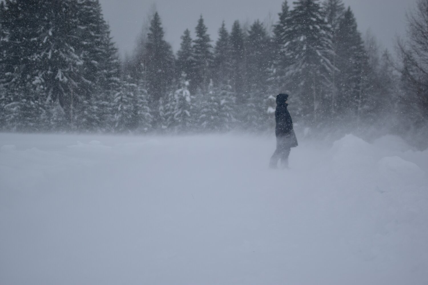 Photo #13061824