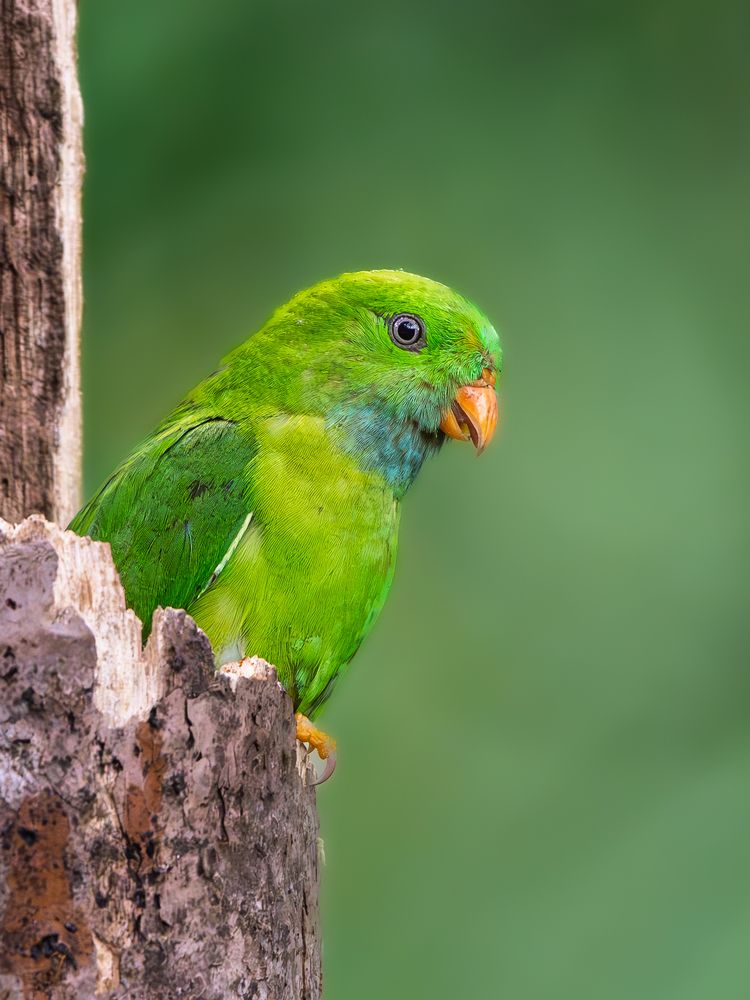 Photograph by Vipin P C