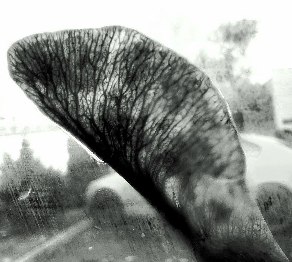 Photograph by Галина Маркова