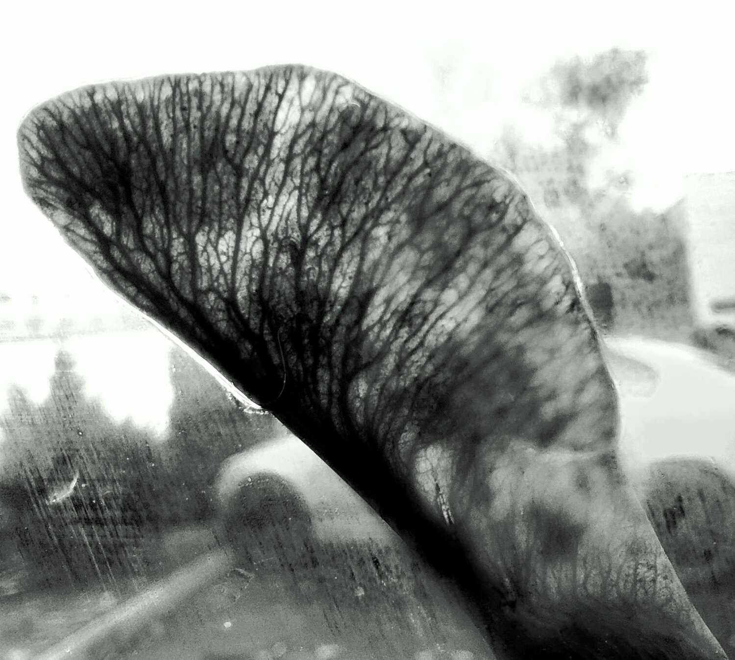 Photo #13062120