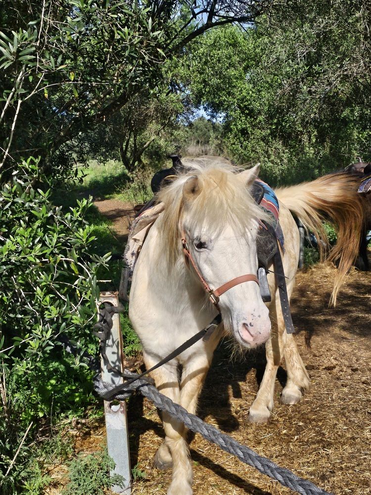 Photograph by Oksana Podgorodetska